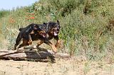 BEAUCERON 301